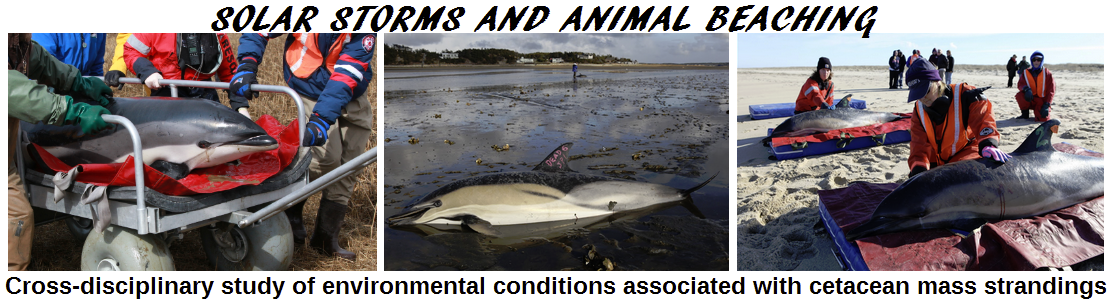 Images of animals stranded on beaches. Text on image reads: Solar Storms and Animal Beaching, cross-disciplinary study of environmental conditions associated with cetacean mass strandings
